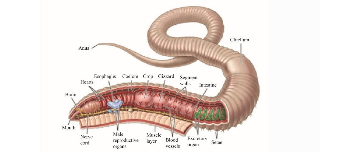 Annelids (Earthworm)