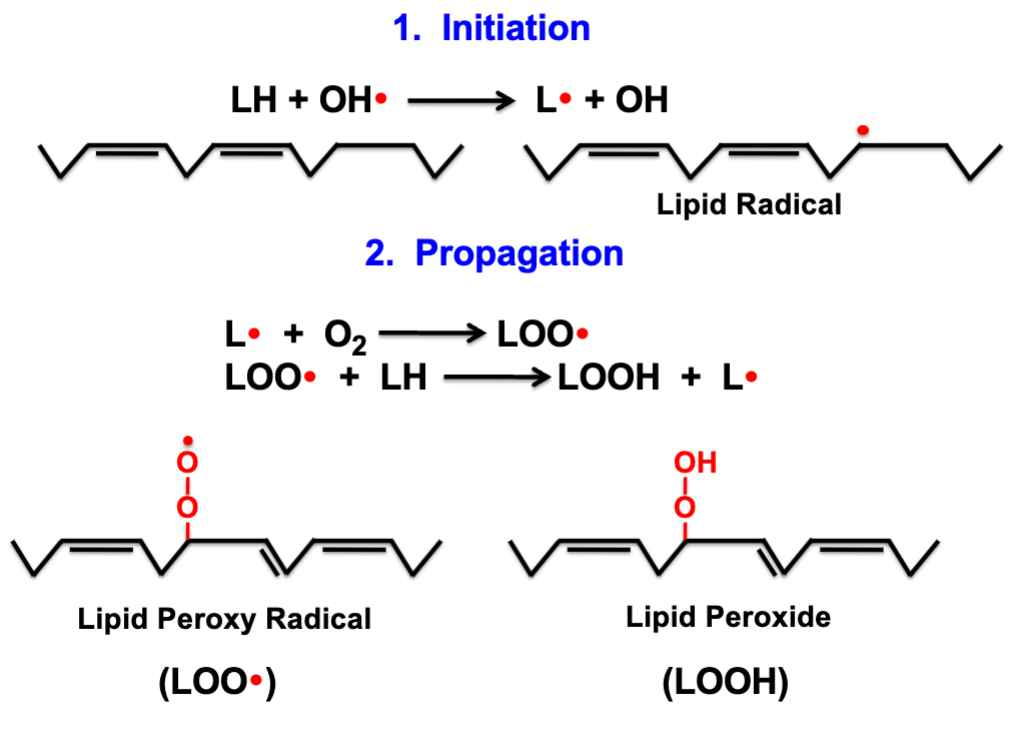 <ol><li><p>Initiation- lipid becomes a lipid radical</p></li><li><p>Propagation- lipid radical reacts with oxygen to form lipid peroxyl radical </p></li><li><p>Degradation- Occurs when cells are damaged, produces malondialdehyde (carcinogenic, found in blood/urine)</p></li><li><p>Termination- Antioxidant may donate electron or radicals may recombine</p></li></ol>