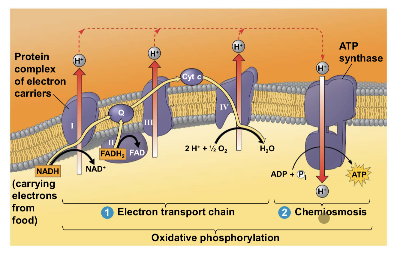 <p>Electron transfer in the electron transport chain causes proteins to pump H+ from the mitochondrial matrix to the intermembrane space</p><p><span data-name="black_small_square" data-type="emoji">▪</span> H+ then moves back across the membrane, passing through the protein complex, ATP synthase</p><p><span data-name="black_small_square" data-type="emoji">▪</span> ATP synthase uses the exergonic flow of H+ to drive phosphorylation of ATP</p><p><span data-name="black_small_square" data-type="emoji">▪</span> This is an example of chemiosmosis, the use of energy in a H+ gradient to drive cellular work</p><p>the energy stored in H+ gradient across membrane couples redox reactions of electron transport chain to ATP synthesis - this H+ gradient is called a proton-motive force</p>