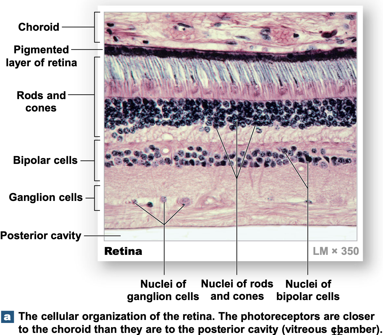 histology; the different kinds of cells