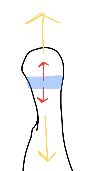 <p>=multiplication des chondrocytes <span style="color: rgb(251, 0, 0);"><em><span>à l’intérieur</span></em></span> du cartilage mémo : <span style="color: rgb(255, 0, 0);">INTER</span>stitielle</p><p>Elle se produit partout pendant la période foetale et ensuite dans le cartilage de conjugaison jusuq’à se qu’il DISPARAISSE à l’âge adulte</p><p>Les ç se multiplient par mitose et on aura la formation de deux groupe isogéniques(=<span>qui possède des gènes identiques) :&nbsp;</span></p><ul><li><p>axiaux</p></li><li><p>coronaires</p></li></ul><p>(<strong>cartilages de conjugaison</strong>.</p><p>Ce sont des zones de <strong>cartilage hyalin</strong> situées entre l’épiphyse et la diaphyse de l’os long.<br>Elles permettent <strong>l’allongement des os</strong> grâce à la <strong>croissance interstitielle</strong> des chondrocytes)</p><p>On a <strong>toujours du cartilage à l’âge adulte</strong> !<br>Ce qui <strong>disparaît</strong>, c’est seulement <strong>le cartilage de conjugaison</strong></p>