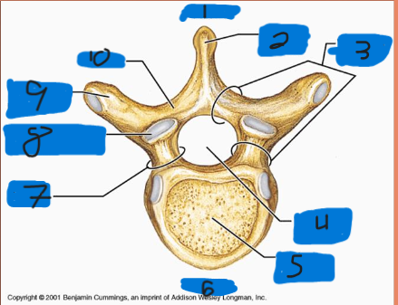 <p>what is blank 8</p>