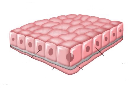 <p>épithélium cubic simple</p>