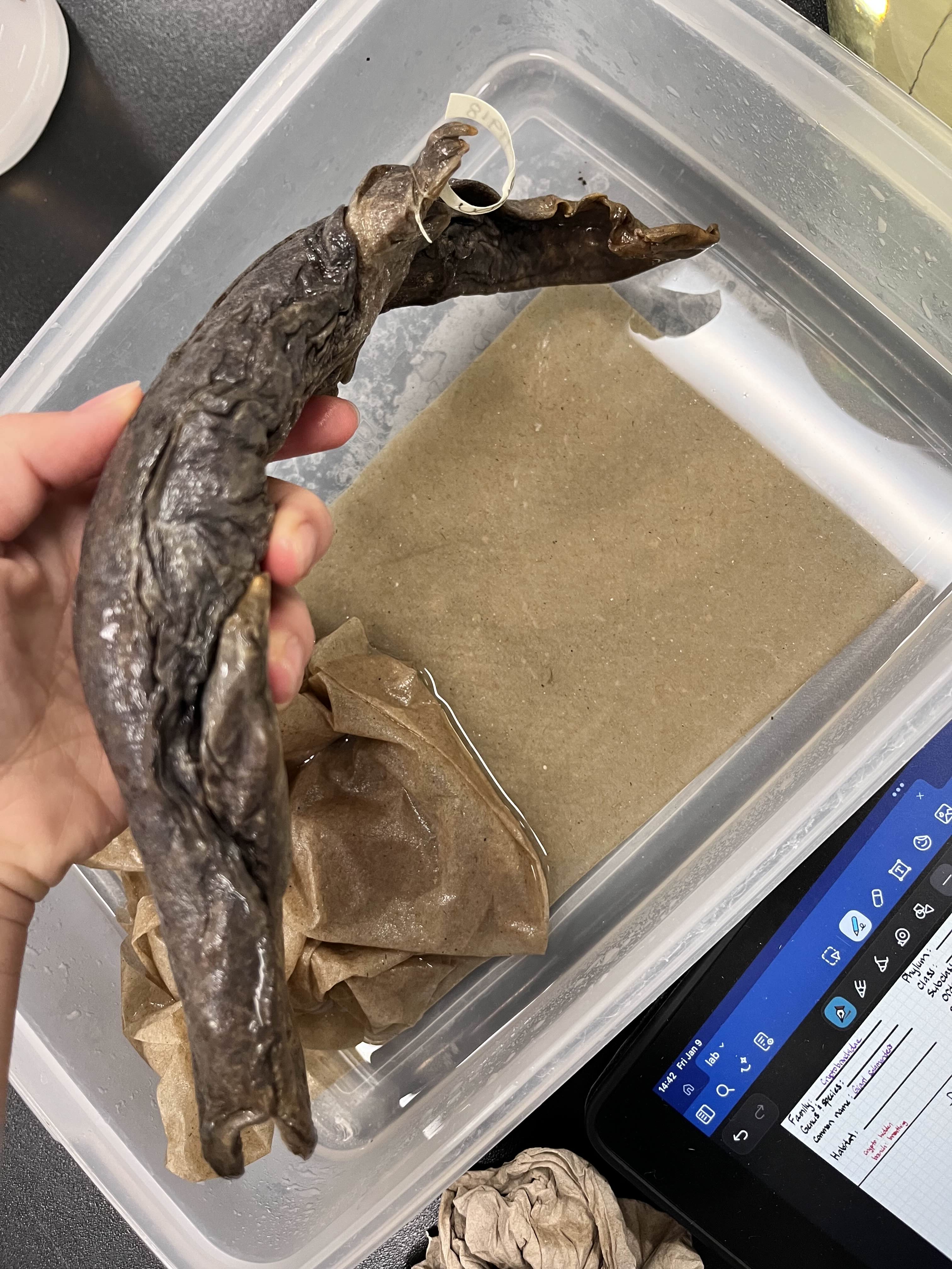 <p>Family?</p><ul><li><p>China/Japan, Eastern US</p></li><li><p><strong>HUGEEEE and baggy</strong></p></li><li><p>>10 species</p></li><li><p><strong>Paedomorphic</strong></p></li></ul><p></p>