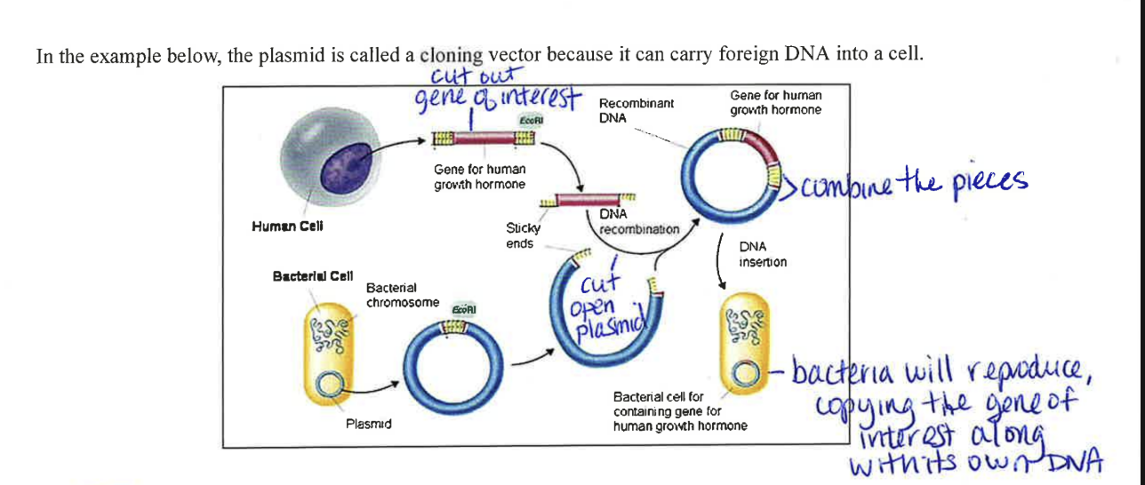 <p>vehicles for transferring DNA from one location to another</p><ul><li><p>plasmids: small, circular pieces of double-stranded DNA that can replicate independently of a cell’s main chromosomal DNA (primarily in bacteria)</p></li><li><p>virus/phage</p></li></ul><p></p>