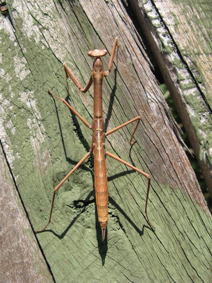 <p>Walking twig</p>