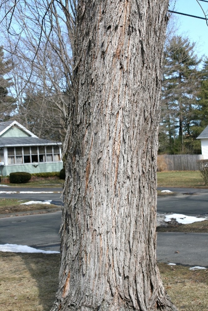 <p>silver maple, Acer saccharinum, Sapindaceae</p>