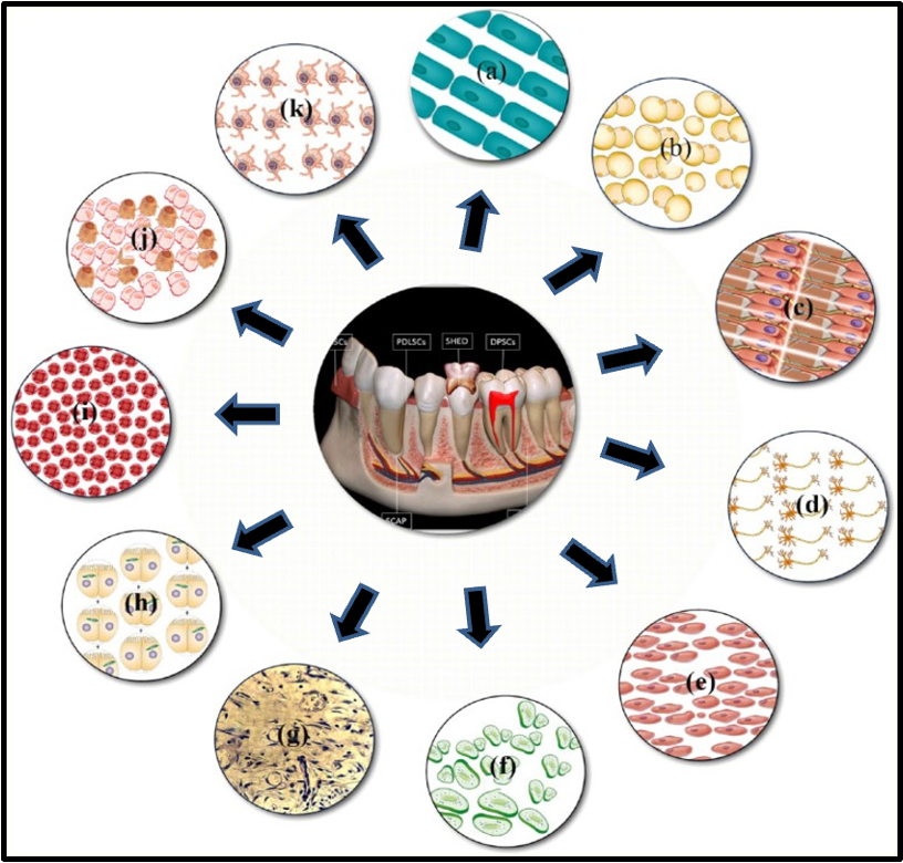 <p>what cell types can be derived from dental stem cells</p>