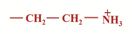 <p><strong><u>Phospholipid</u></strong></p><p><strong>Head-Group Substituent (X-OH):</strong> Ethanolamine<br><strong>Net charge at pH 7:</strong> 0</p>