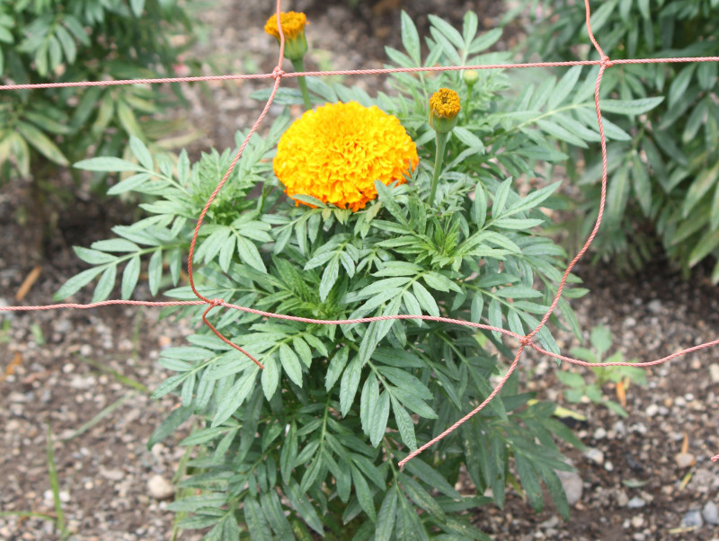 <p>African marigold - <em>Tagetes erecta</em></p>