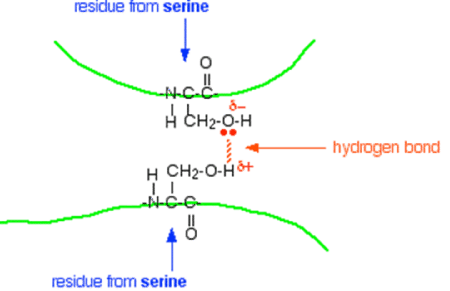 <p>Some side chains can form hydrogen bonds, which helps "connect" different parts of the protein.</p>