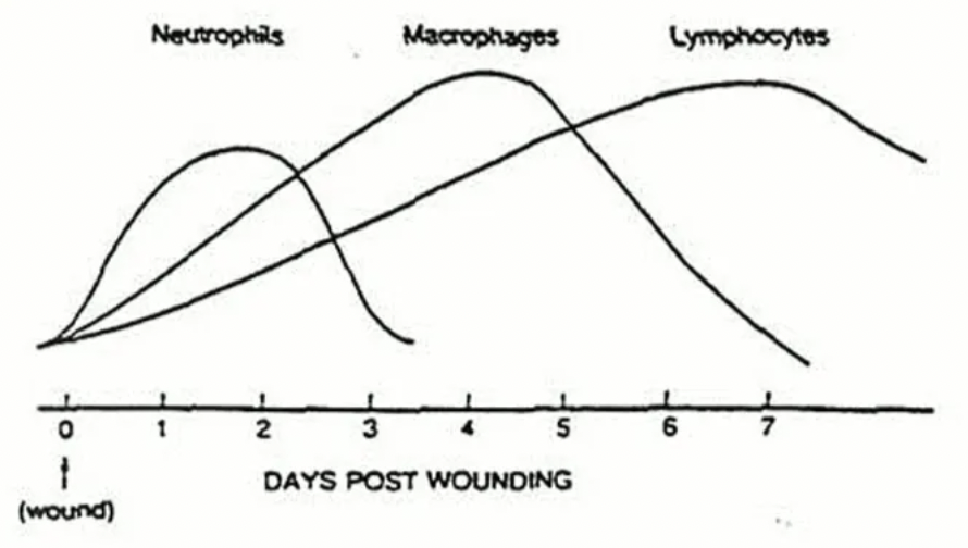 <p><u>Timing:</u> ~6hr after injury</p><p><u>Steps:</u></p><ol><li><p>Fibrin released (by activation of intrinsic and extrinsic haemostasis mechanisms) to stabilise provisional wound matrix (clot)</p><ul><li><p>“Provisional” = Lag</p></li></ul></li><li><p><strong>Neutrophil recruitment</strong> (peaks at day 2) stimulated by exposed collagen → Phagocytosis of debris and bacteria AND release of chemoattractants to augment inflammatory response</p></li><li><p>Neutrophils die or become phagocytosed</p></li><li><p><strong>Monocyte migration</strong> = Phagocytosis, Ag presenting cells and release of growth factors which <span><span>induces the proliferative phase </span></span></p></li><li><p><strong>Lymphocytes</strong></p></li></ol><p></p>