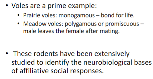 <ul><li><p>only 3-5% of mammals are monogamous</p></li><li><p>biparental species - males and females raise the young</p></li></ul>