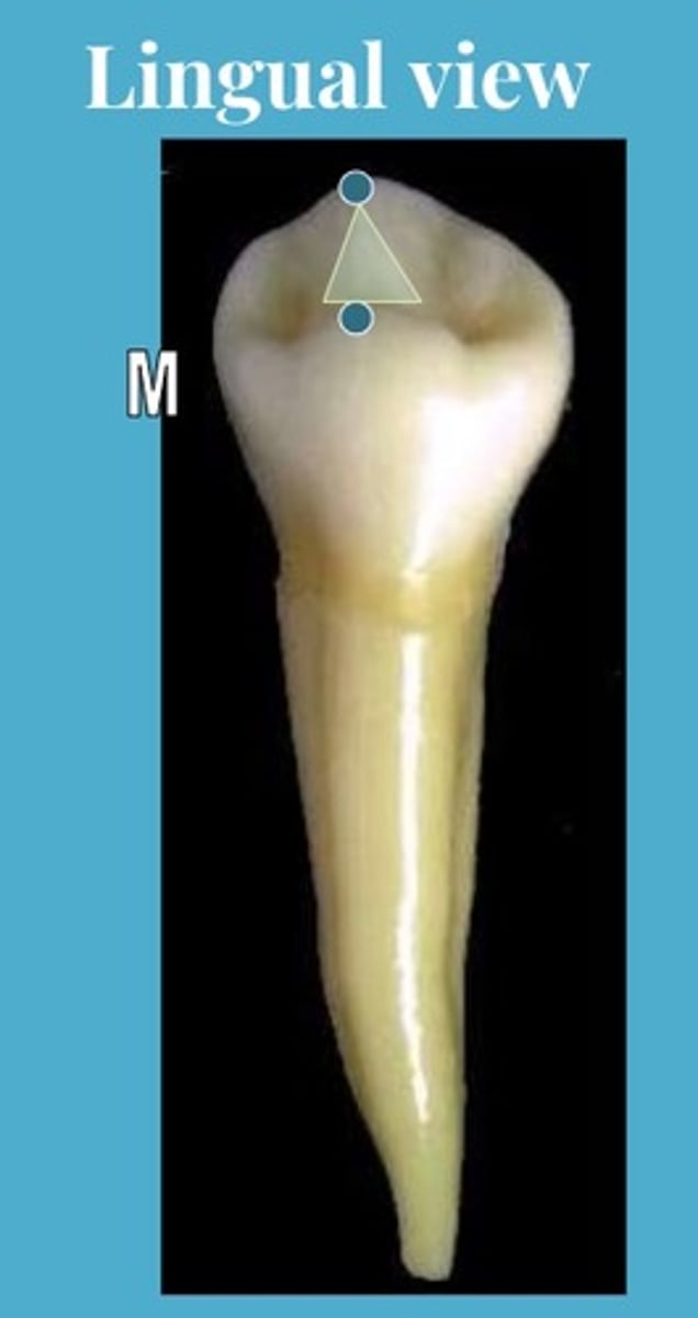 <p>the lingual cusp is much shorter<br>much of the occlusal table is visible</p>