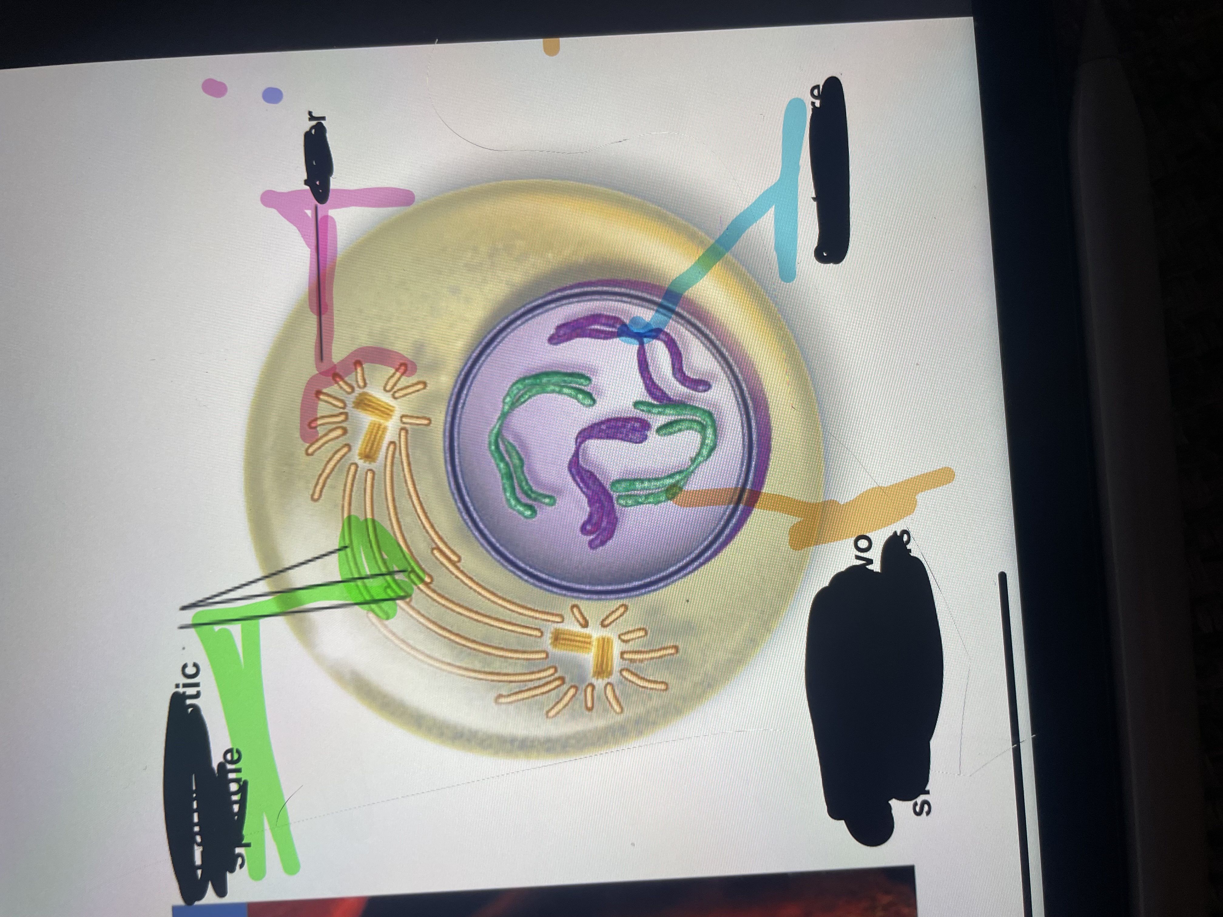 <p>What is located at the pink line? </p>