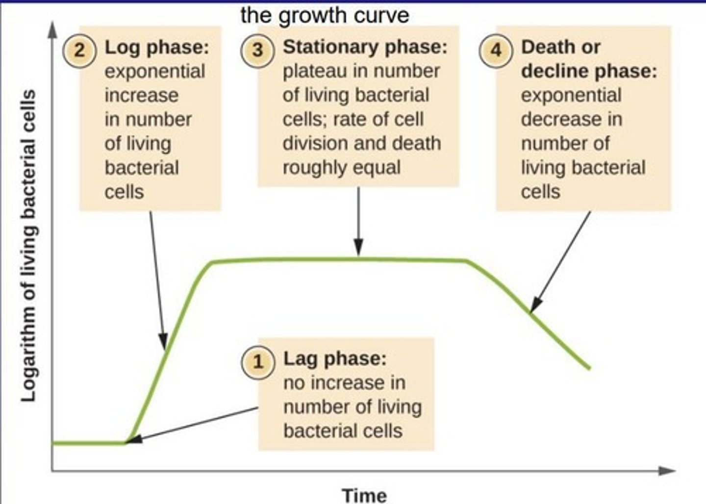 <p>Growth phase where bacteria double at a constant rate.</p>