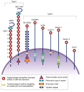 <p>a family of membrane proteins expressed at the cell surface</p><ul><li><p>many recognize polysaccharides expressed by pathogens</p></li></ul><p></p>