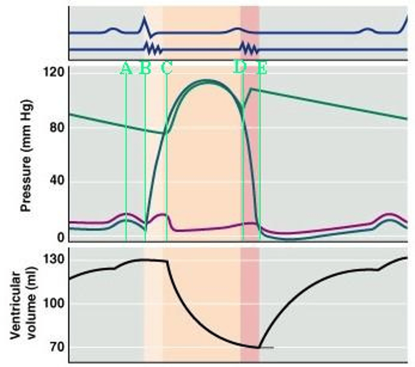 <p>Which of the indicated points on the diagram corresponds to the dicrotic notch?</p>