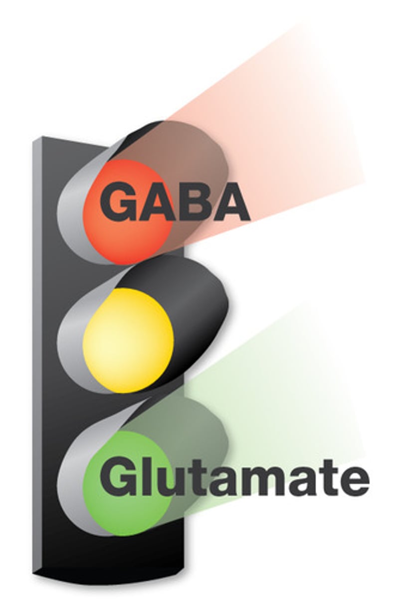 <p>The brain's main inhibitory neurotransmitter.</p>