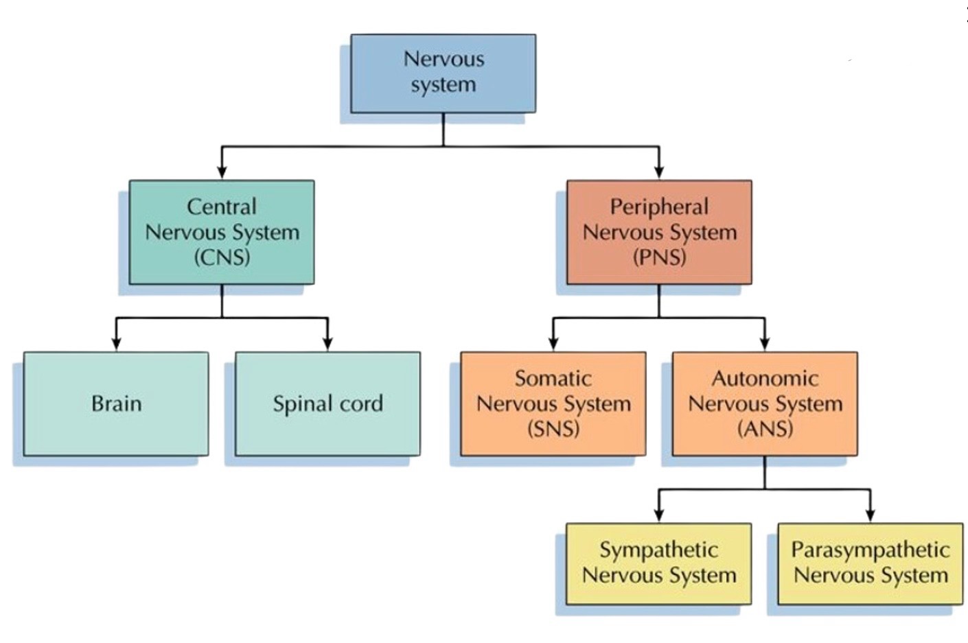 <p><strong>The system that produces and relays messages between the brain, spinal cord, and a network of neurons</strong></p>