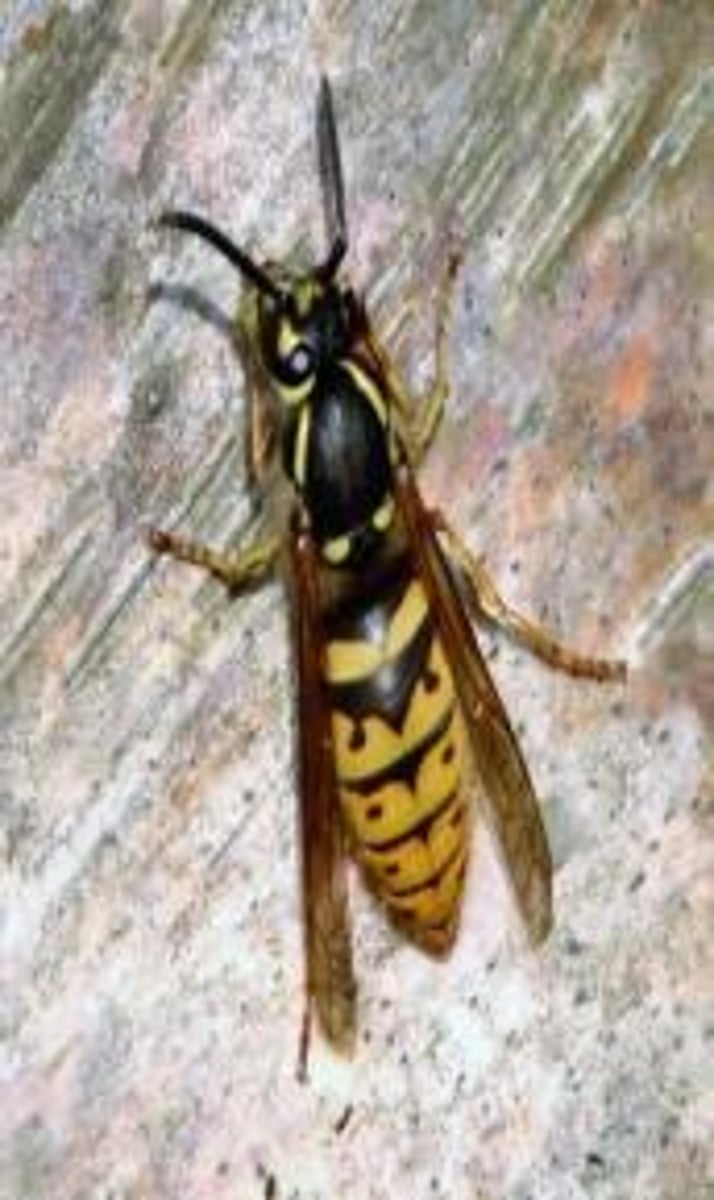 <p>Trilobites and many other creatures didn't make it to Mesozoic; Insects continued evolution; Earliest wasps appear; Earliest flies appear.</p>