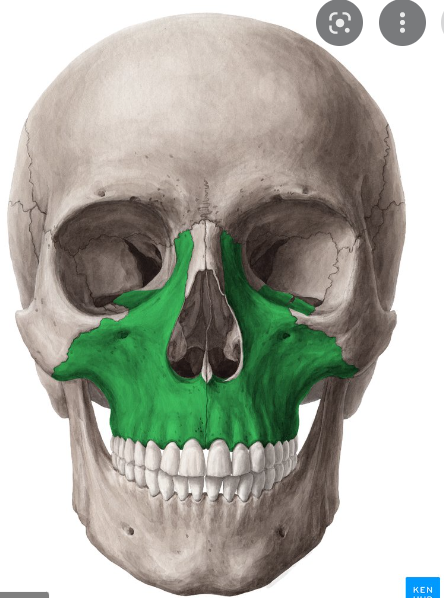 Bone forming upper jaw