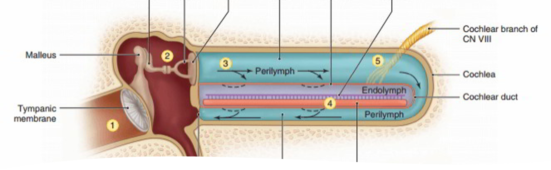 <p>footplate of stapes moves in and out of oval window creating a travelling wave in the scala vestibuli and scala tympani of the cochlea</p><p>causes movement of the basilar membrane and movement of inner and outer hair cells in the organ of corti in relation to the tectorial membrane </p>