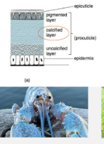 <p>CaCO3 in the <strong>procuticle</strong></p>