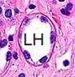 <ul><li><p>Thin descending limb - simple squamous epithelium</p></li><li><p>Thick ascending limb - low cuboidal epithelium</p></li><li><p>Uses countercurrent system to generate high osmotic pressure in renal medulla</p></li></ul><p></p>