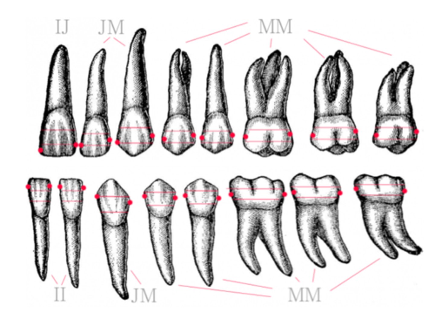 <p>M</p>