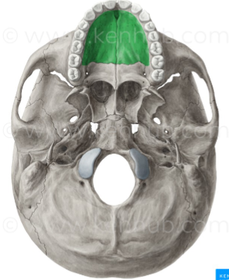 <p>Which maxilla marking is this? (1)</p>