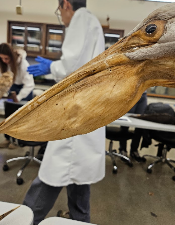 <p>the chin and gular region are distended (swollen) </p>