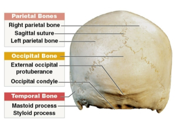 <p>What is this view of the adult skull?</p>