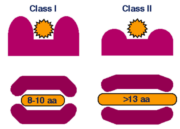 <p>•Class 1- peptide is bound (encased) at both ends to specific anchor residues, presents internal peptides e.g. derived from viruses</p><p>•Class 2- ends of peptide are unbound, side chains of peptide interact with anchor residues found in pockets along MHC molecule, presents external peptides e.g. derived from bacteria</p>