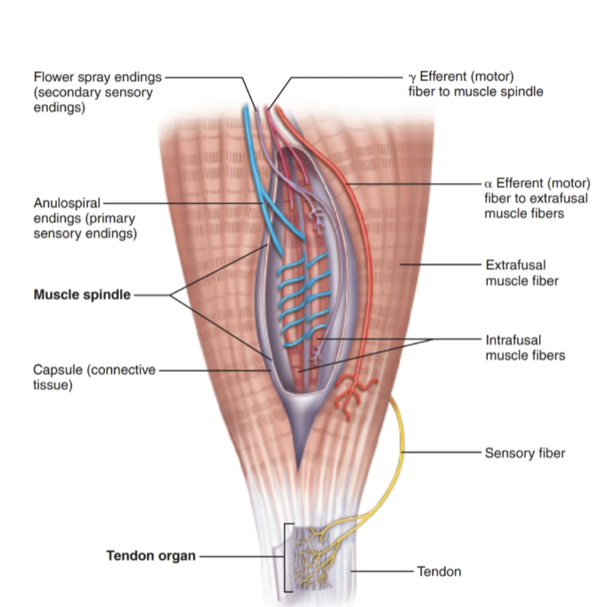 <ul><li><p>help the nerves system smoothly coordinate skeletal mm.</p></li><li><p>What do we need to know?</p></li></ul><p>– Length of the muscle (muscle spindles)</p><p> How much (degree)</p><p> How fast (rate)</p><p></p>
