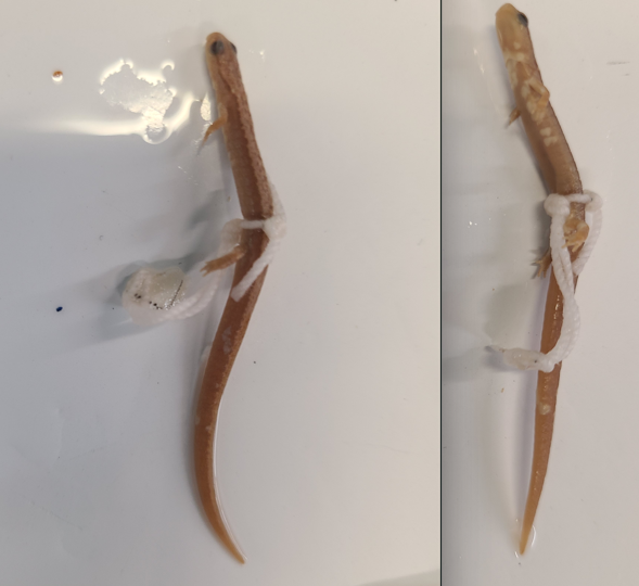 <p>Order and Family of Eurycea paludicola</p>