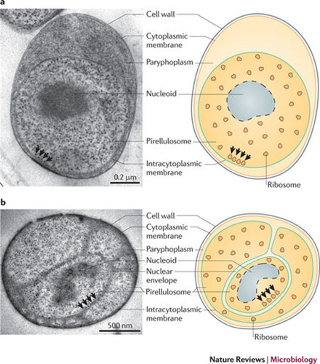 <p>Unconventional cell envelope: Gram negative, many have</p><p>S-layer</p><p>Internal compartments, including a membrane-bound structure containing the</p><p>nucleoid</p><p>aerobic organoheterotrophs</p>