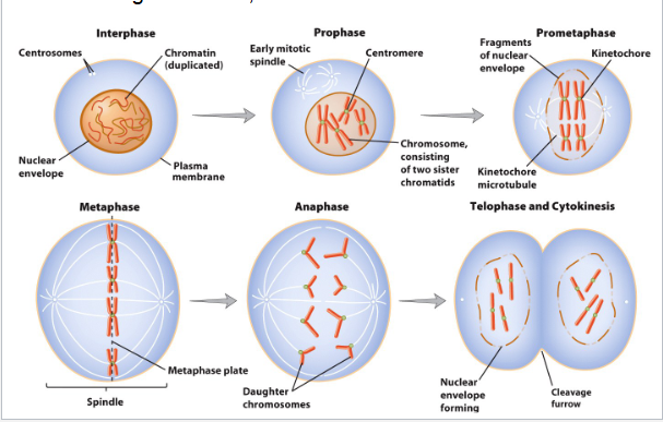 <p>Fully condensed: metaphase chromosomes</p>
