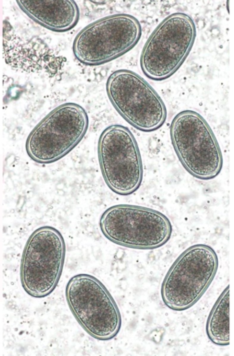 <p>Eggs (resemble Ascaridia eggs)</p><p>Shape: elliptical, lateral sides almost parallel;</p><p>Brown, thick and smooth shell, one cell inside.</p><p>Eggs may survive for long time in the environment</p>