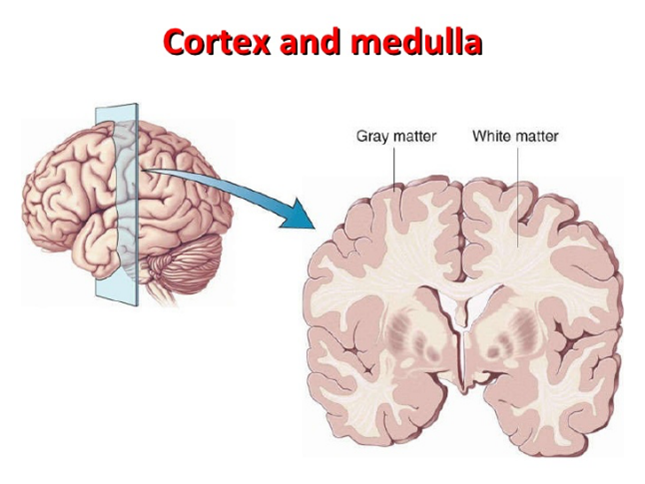<p>Myelination: Grey matter&nbsp;</p>