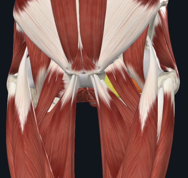 <p>obturator externus</p>
