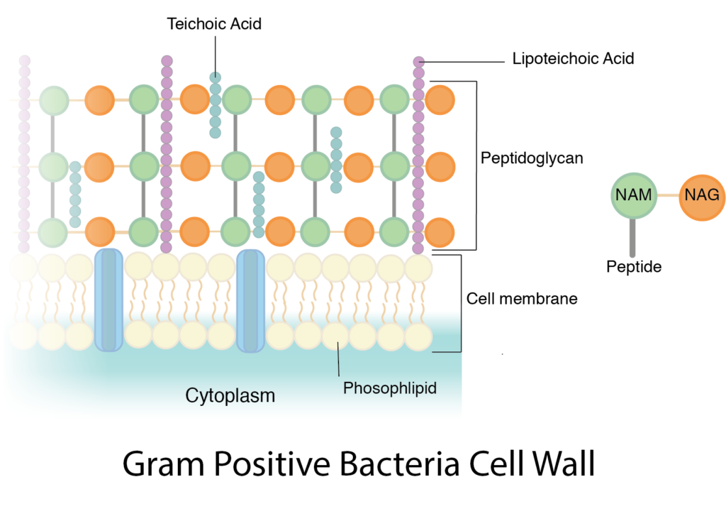 <ul><li><p>a thick layer of cross-linked <strong>peptidoglycan</strong></p><ul><li><p>provides stability and strength, and can also block some macromolecules</p></li></ul></li><li><p><strong>techoic acids</strong></p><ul><li><p>essential for cell <u>viability and virulence</u></p></li></ul></li><li><p><strong>lipotechoic acid</strong></p><ul><li><p>important as <u>surface antigens</u> to differentiate bacterial serotypes and to help the organism <u>attach to the host</u></p></li></ul></li></ul><p></p>