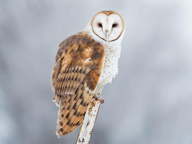 <p>Barn Owl</p>