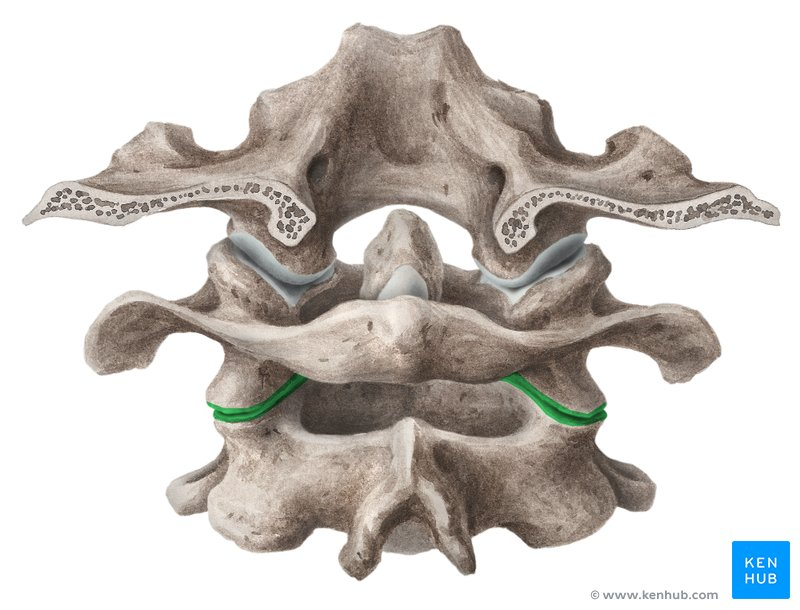 <p><span>the connections between the first two cervical vertebrae (atlas and axis) in the neck</span></p>