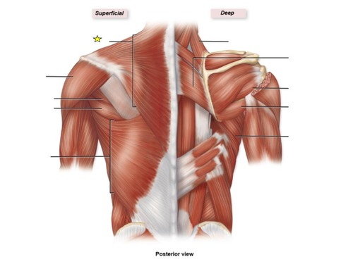 <p>identify the muscle</p>