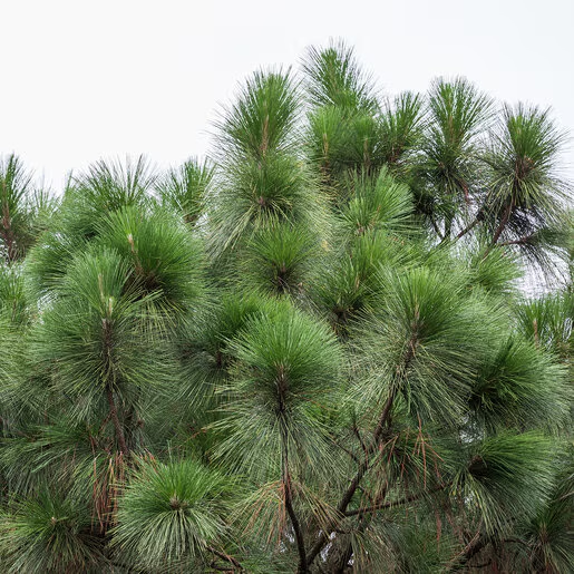 <p>Identify this species</p>