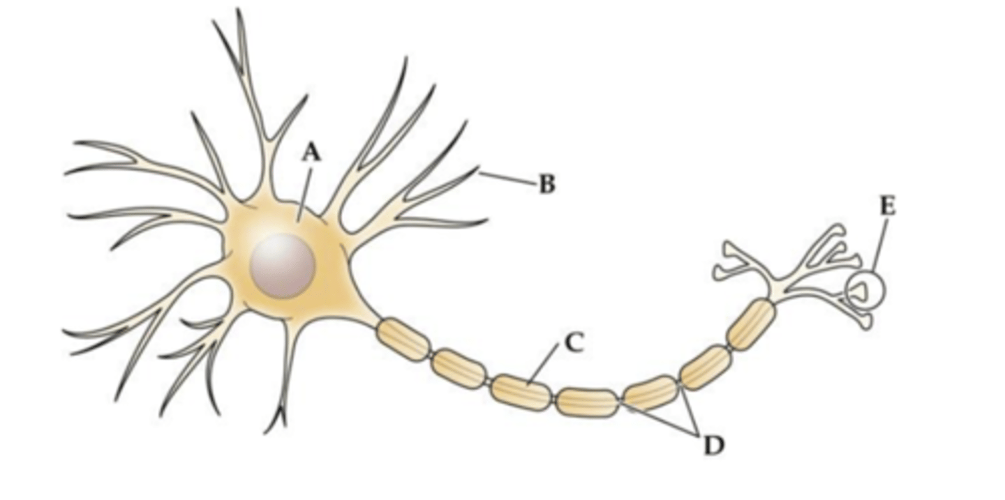 <p>a. Oligodendrocytes in the central nervous system</p>