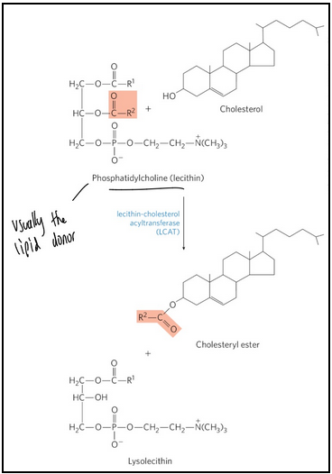 <ul><li><p><span style="background-color: transparent;">High-density lipoprotein (HDL) = lipoproteins that originate in the liver and small intestine as small, protein-rich particles</span></p><ul><li><p><span style="background-color: transparent;">Contain lecithin-cholesterol acyltransferase (<strong>LCAT</strong>) to catalyze the formation of cholesteryl esters</span></p></li><li><p><span style="background-color: transparent;">Mediates cholesterol scavenging and transport back to the liver; ie. carries out reverse cholesterol transport</span></p></li></ul></li></ul><p></p>