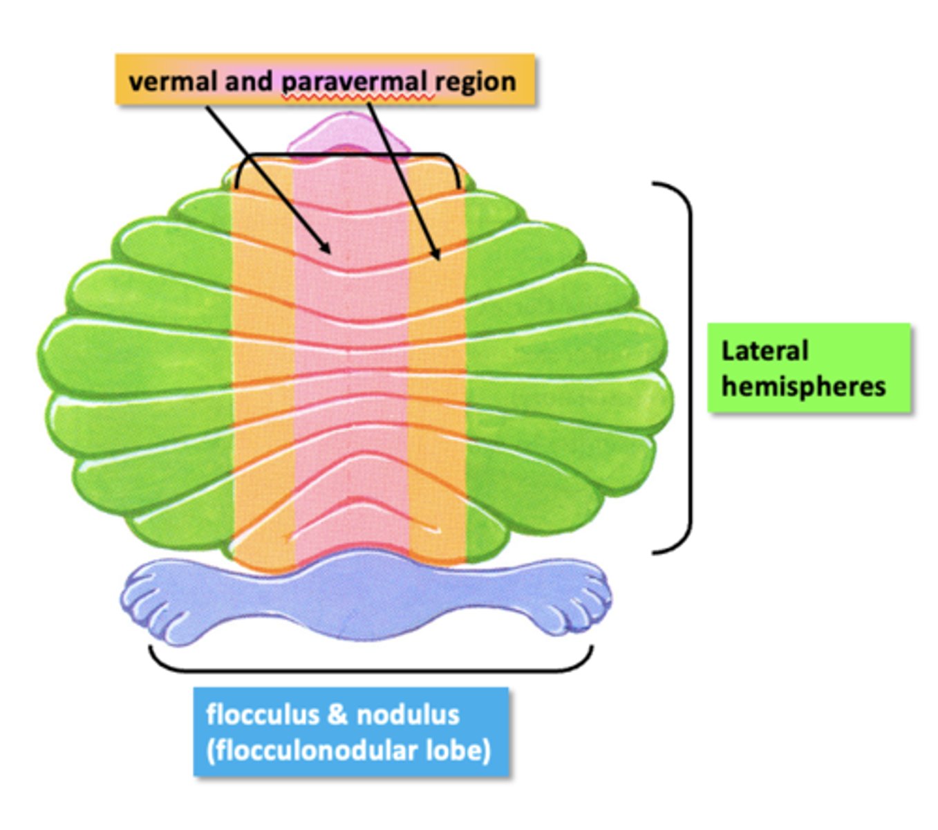 <p>- Vestibulocerebellum (flocculonodular lobe)</p><p>- Spinocerebellum (vermis and paravermis)</p><p>- Cerebrocerebellum (lateral portions of the hemispheres)</p>