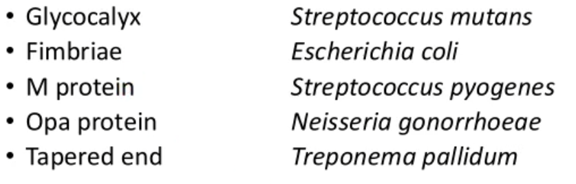 <p>good review for other bacteria’s and their specifics for binding</p>